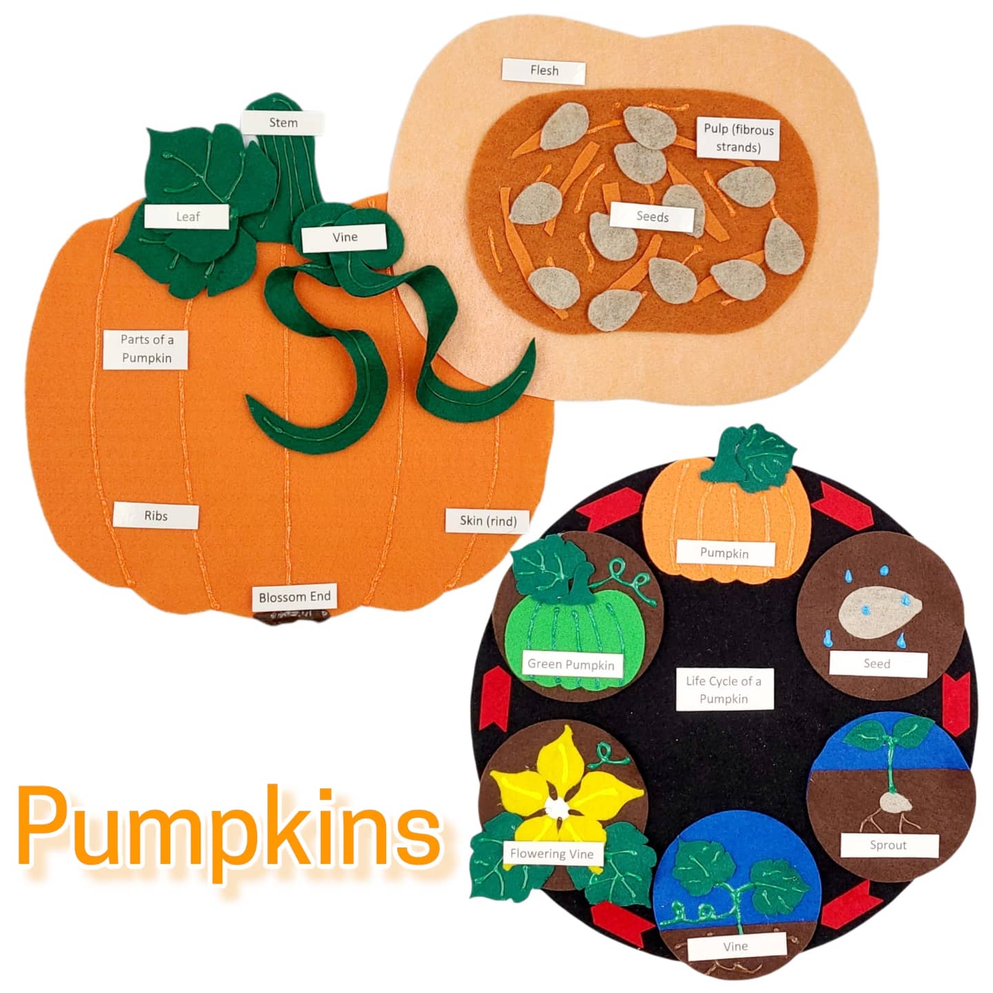 Life Cycle Of A Pumpkin Craft For Preschool